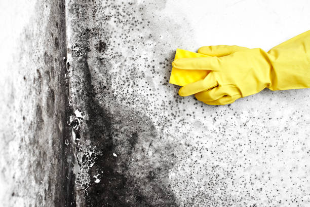 Mold Removal and Inspection in Clinton, MS