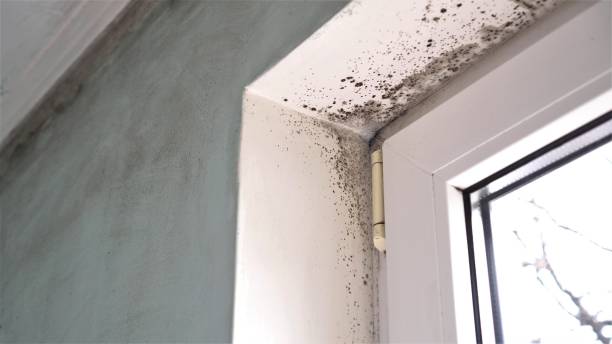 Professional Mold Removal in Clinton, MS